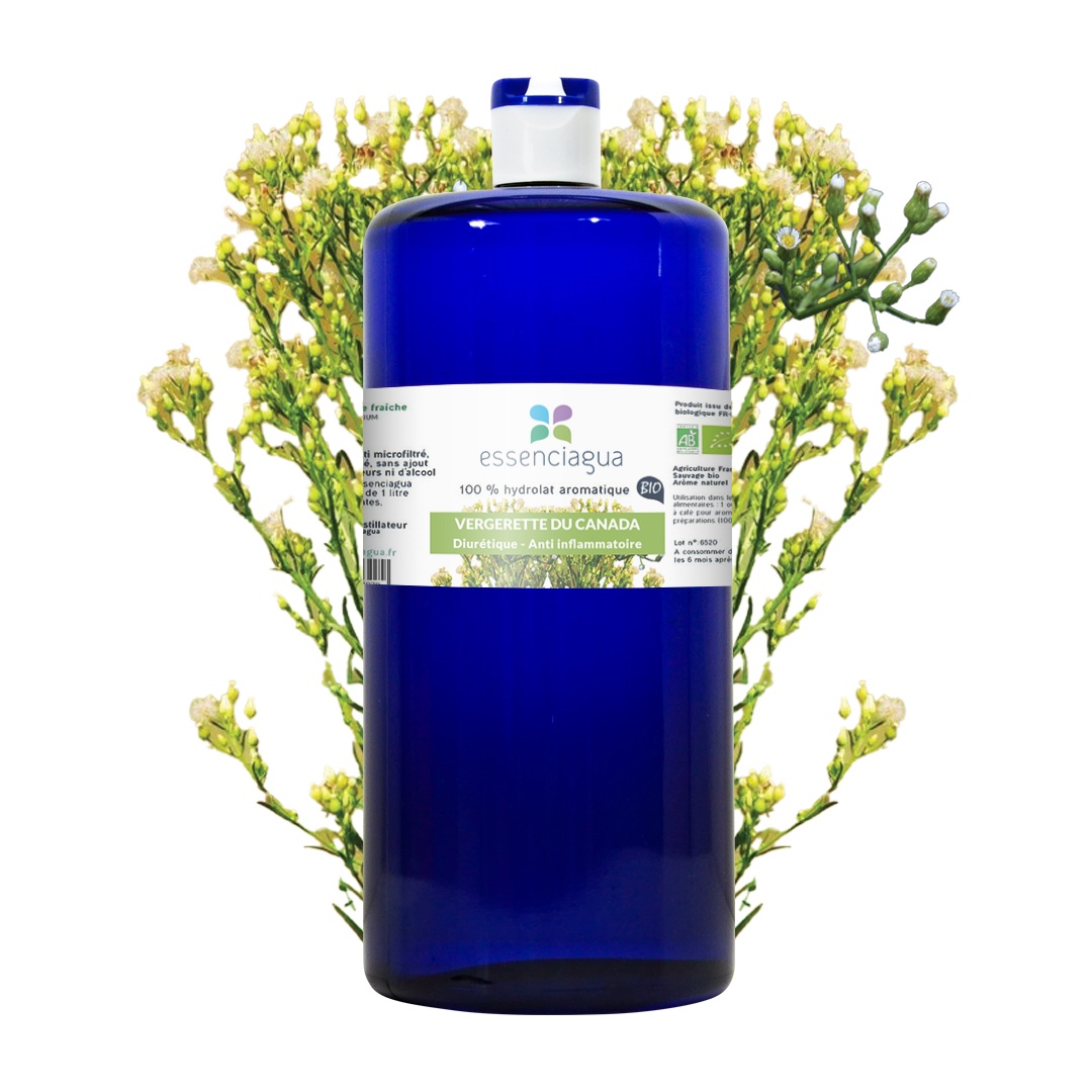 Hydrolat de Vergerette du Canada 100% Bio et Artisanal — photo 3