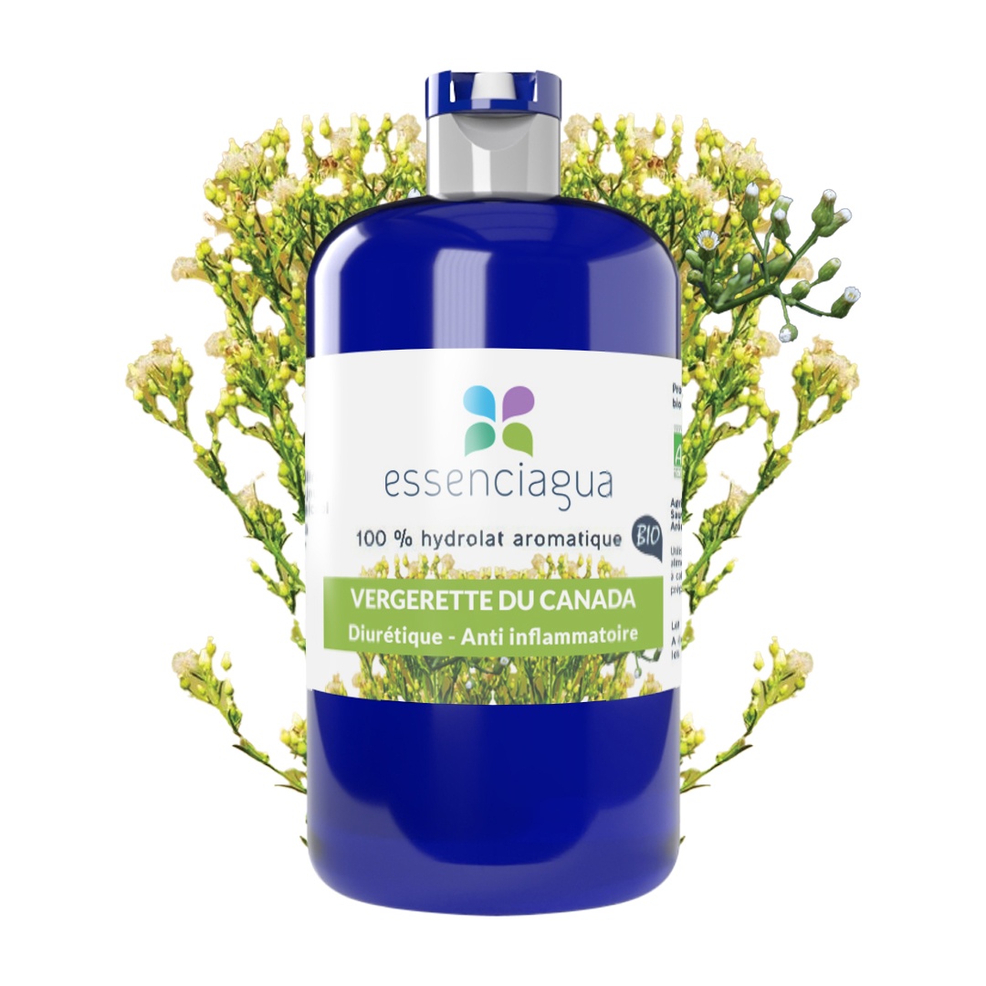 Hydrolat de Vergerette du Canada 100% Bio et Artisanal