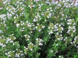 Thym thymol du Lot — photo 2