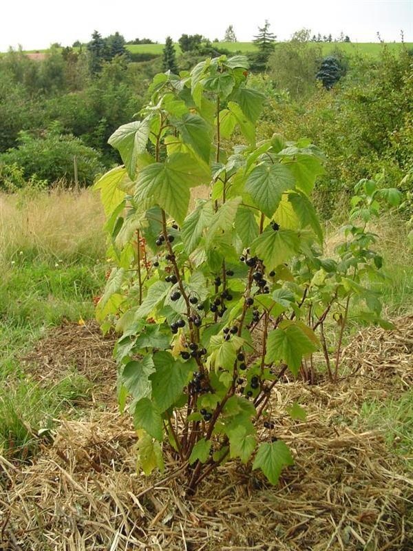 Cassis de Bourgogne — photo 2