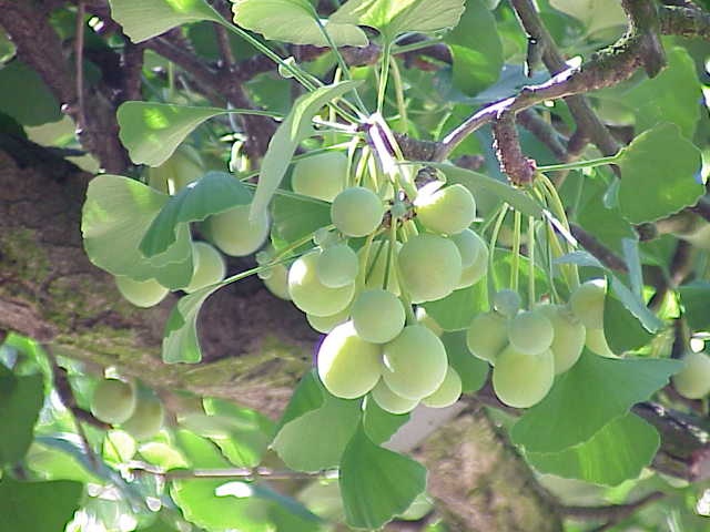 Ginkgo (Bourgeon) — photo 2