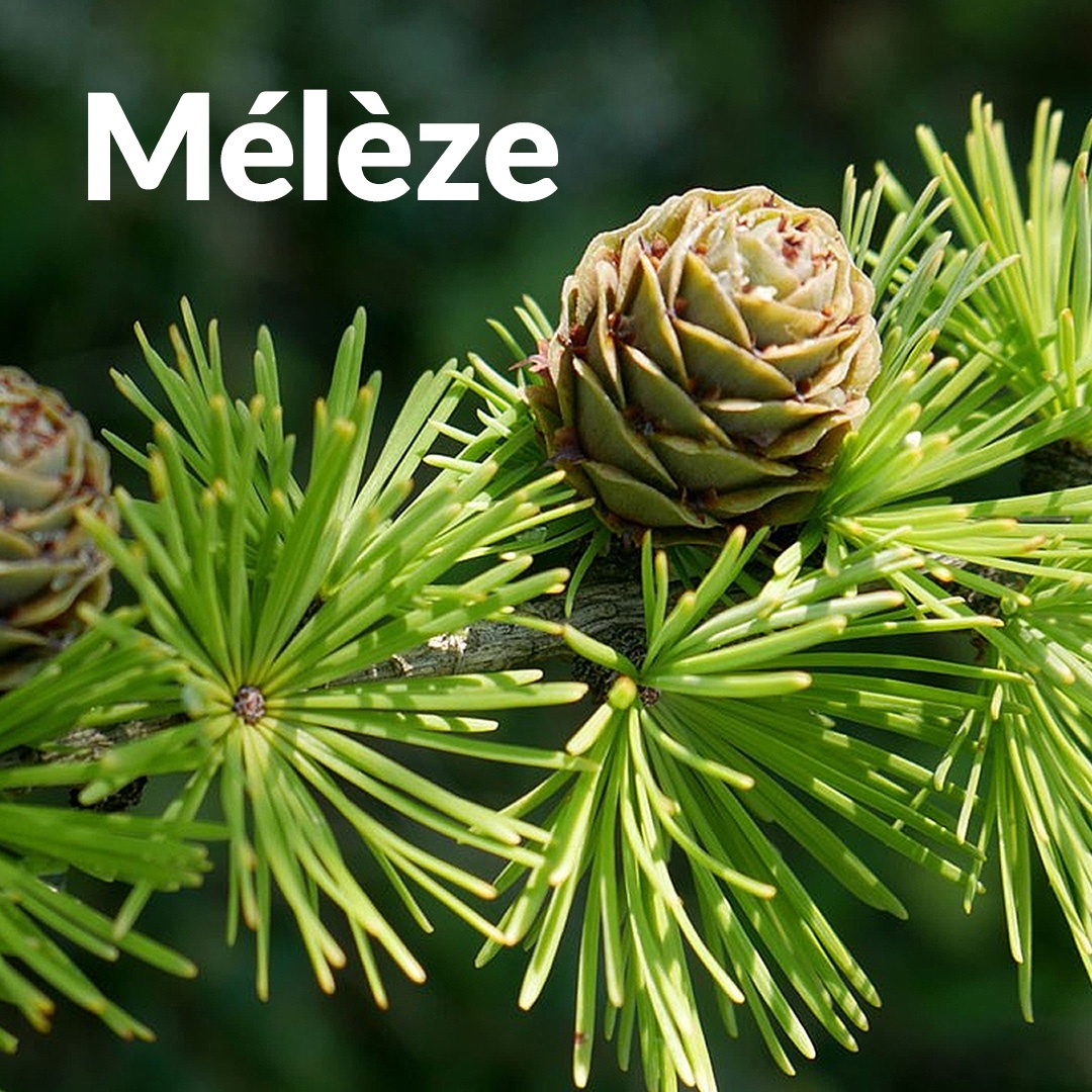 Mélèze