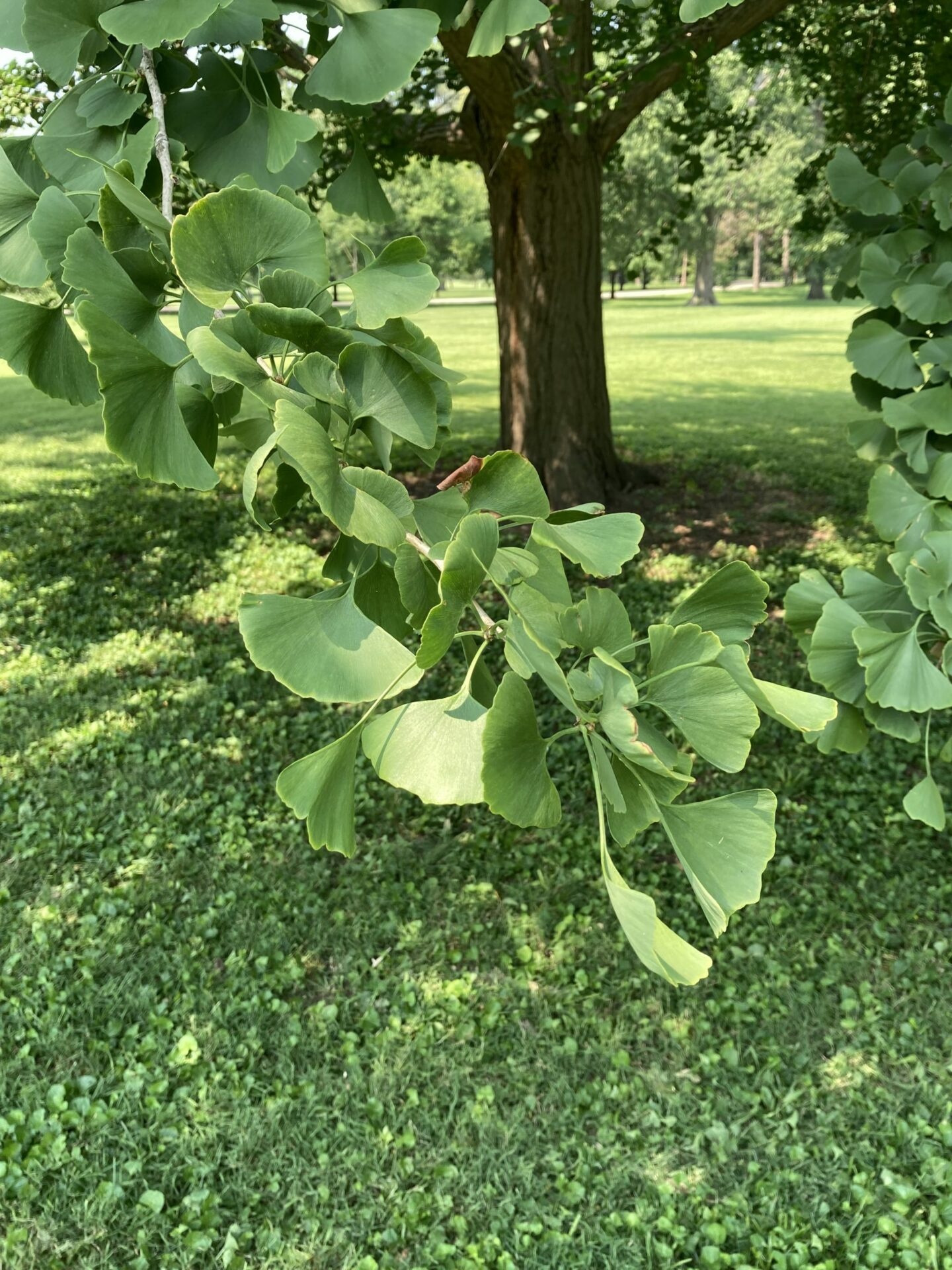 Ginkgo (Bourgeon) — photo 3