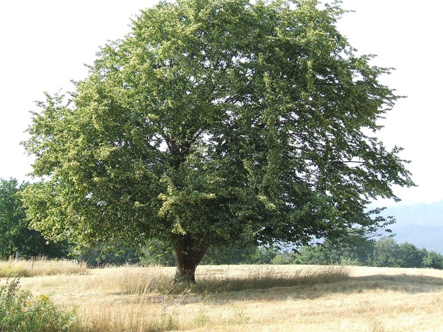 Tilleul argenté (Bourgeon) — photo 3