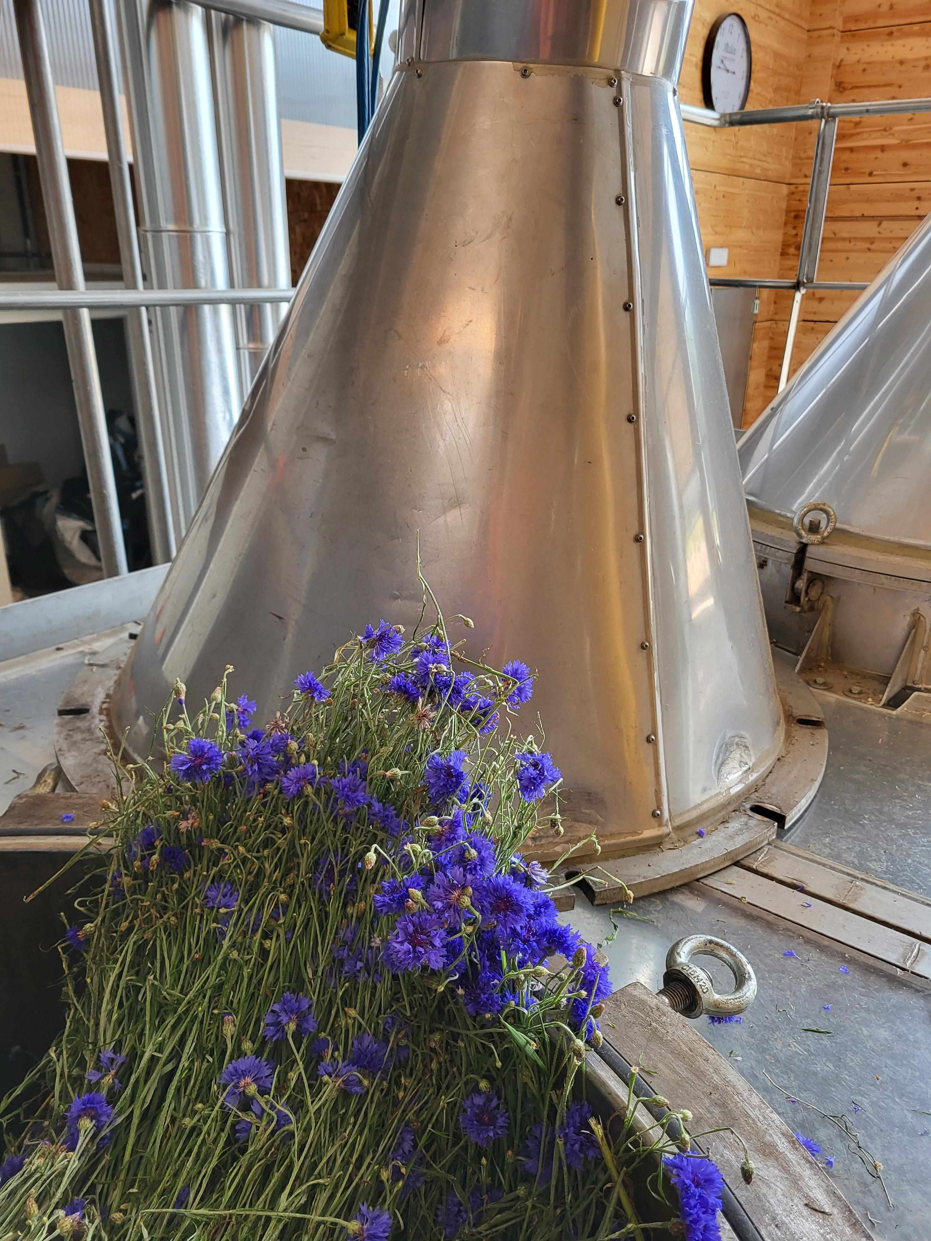 Decouvrez la distillation Hydrolat de Bleuet des champs 100% Bio et Artisanal