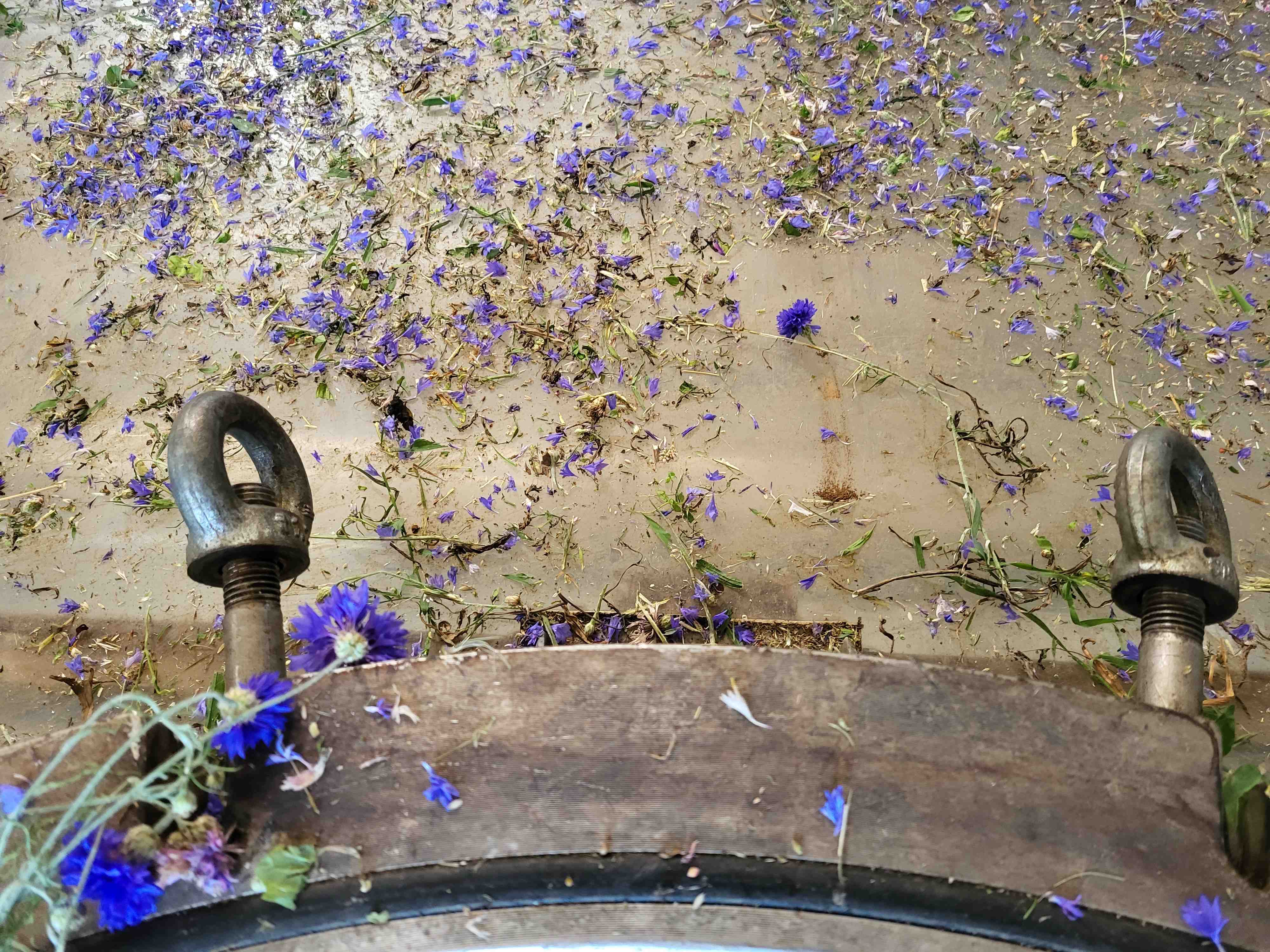 Decouvrez la distillation Hydrolat de Bleuet des champs 100% Bio et Artisanal