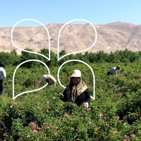 Notre producteur de Rose en Iran