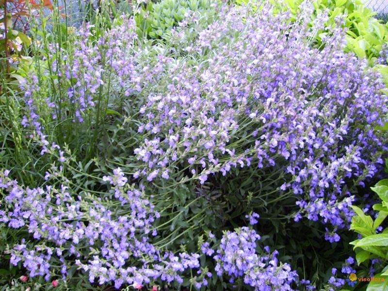 Sauge officinale — photo 2