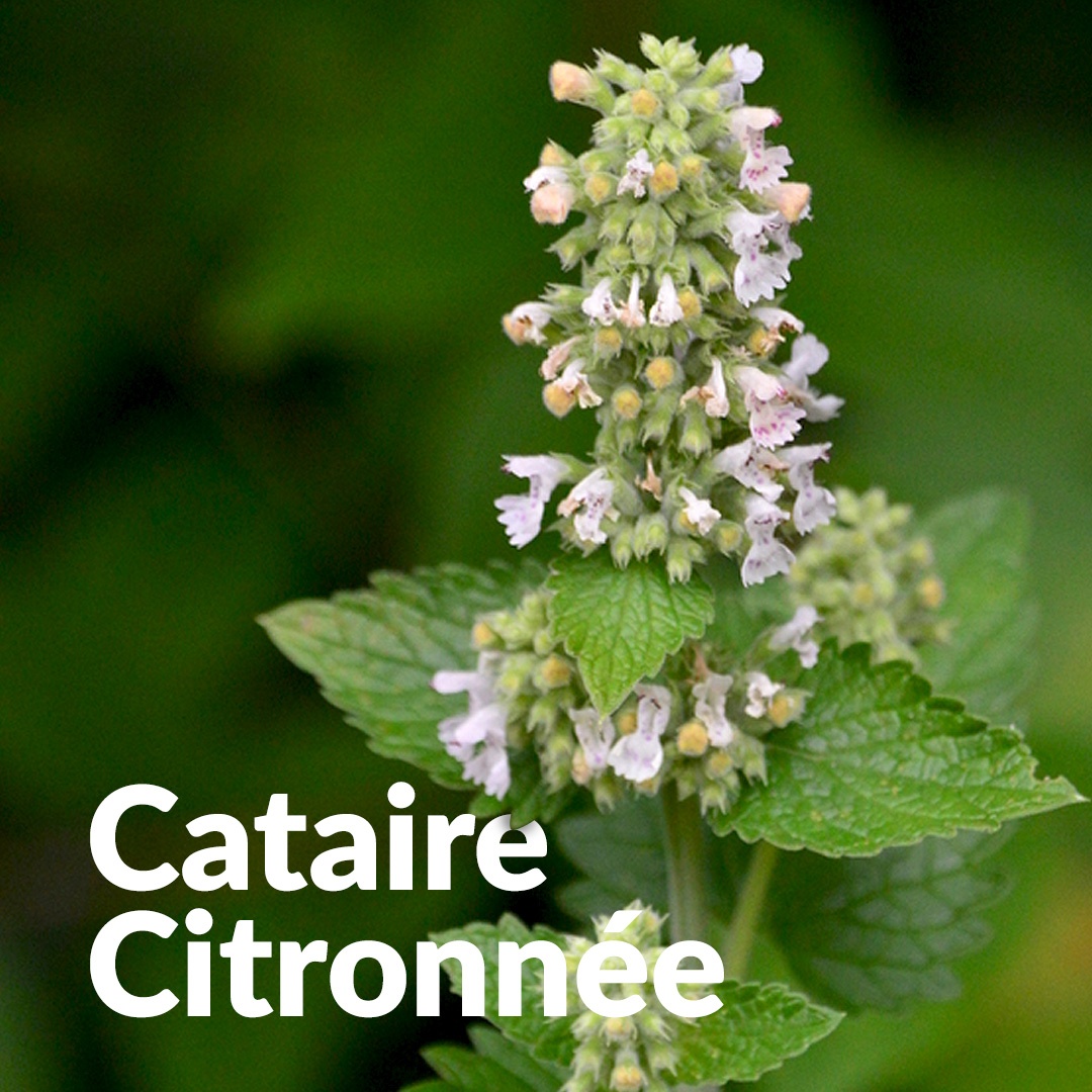 Cataire Citronnée