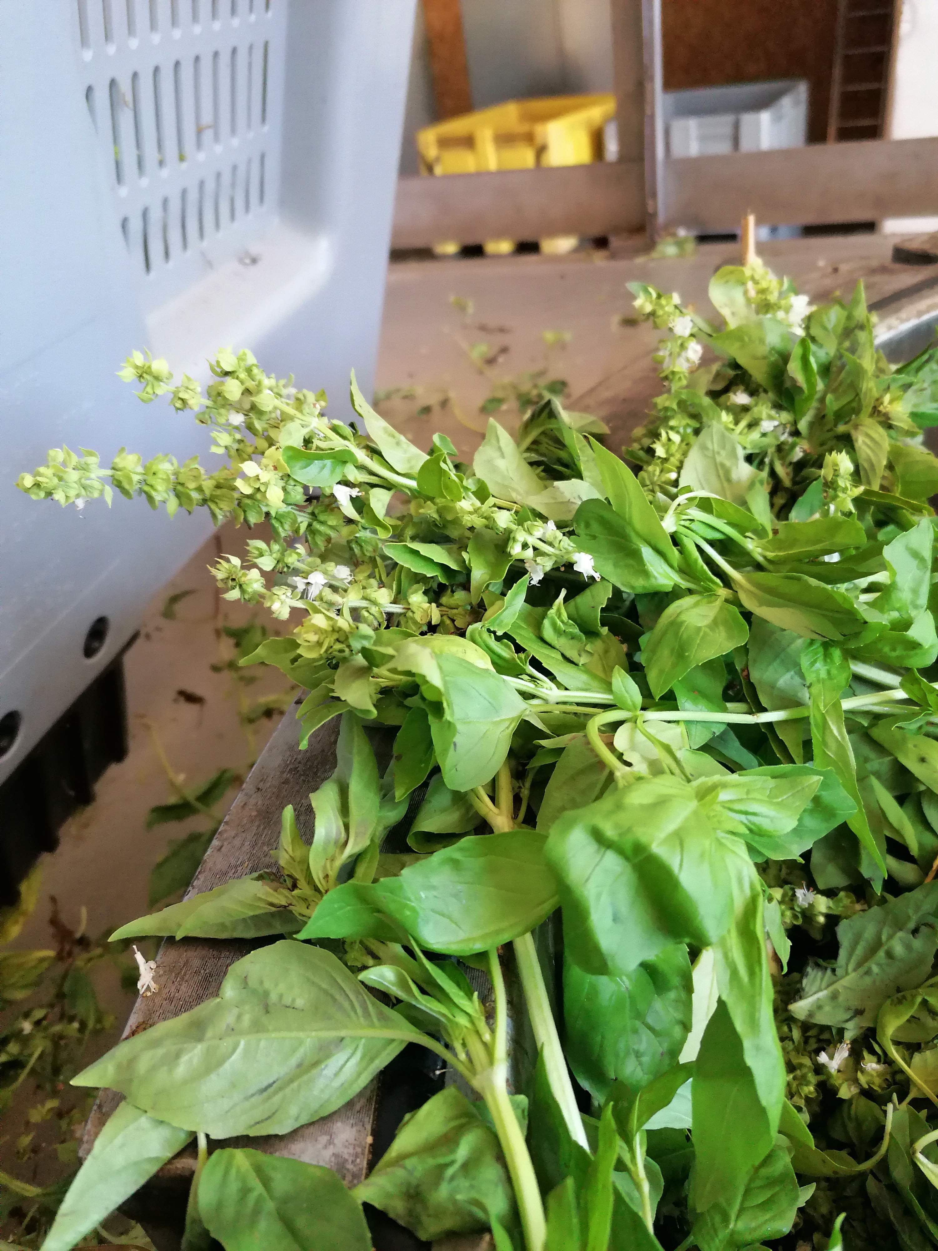Basilic grand vert