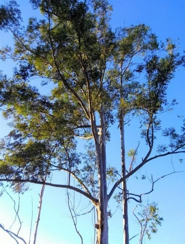 Eucalyptus citronné — photo 2