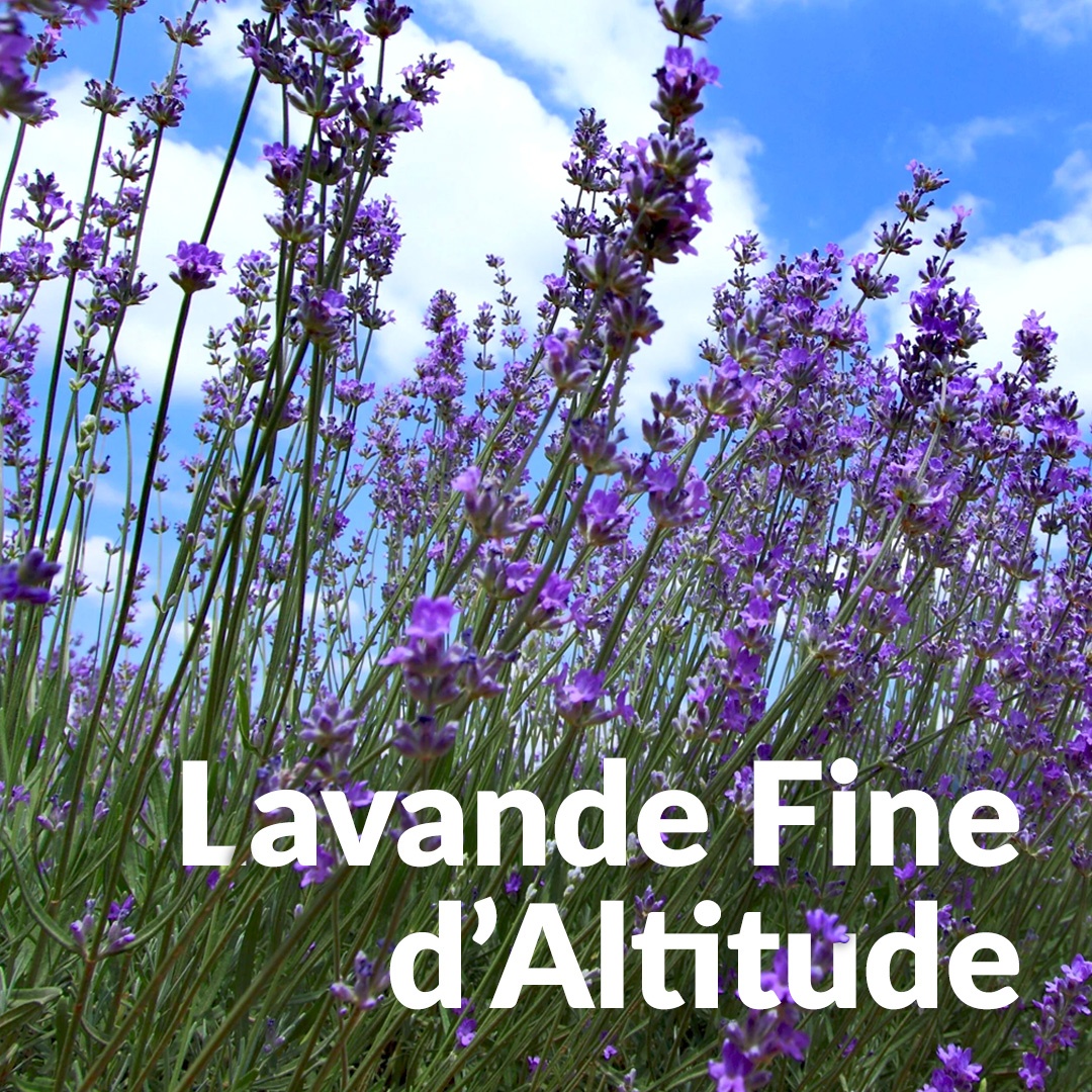 Lavande fine d'altitude