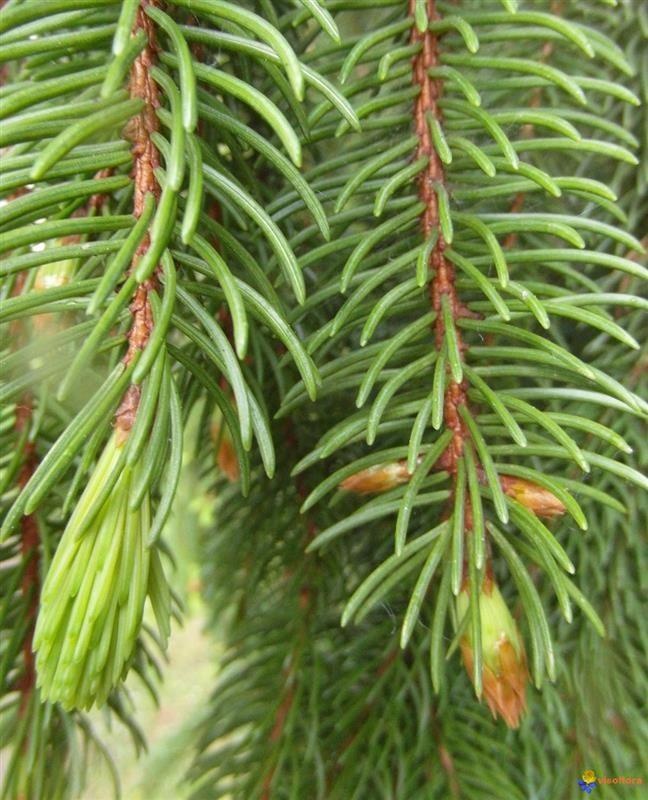 Sapin pectiné — photo 3