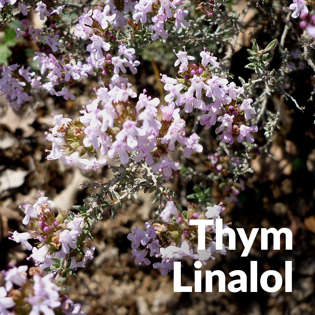 Thym linalol