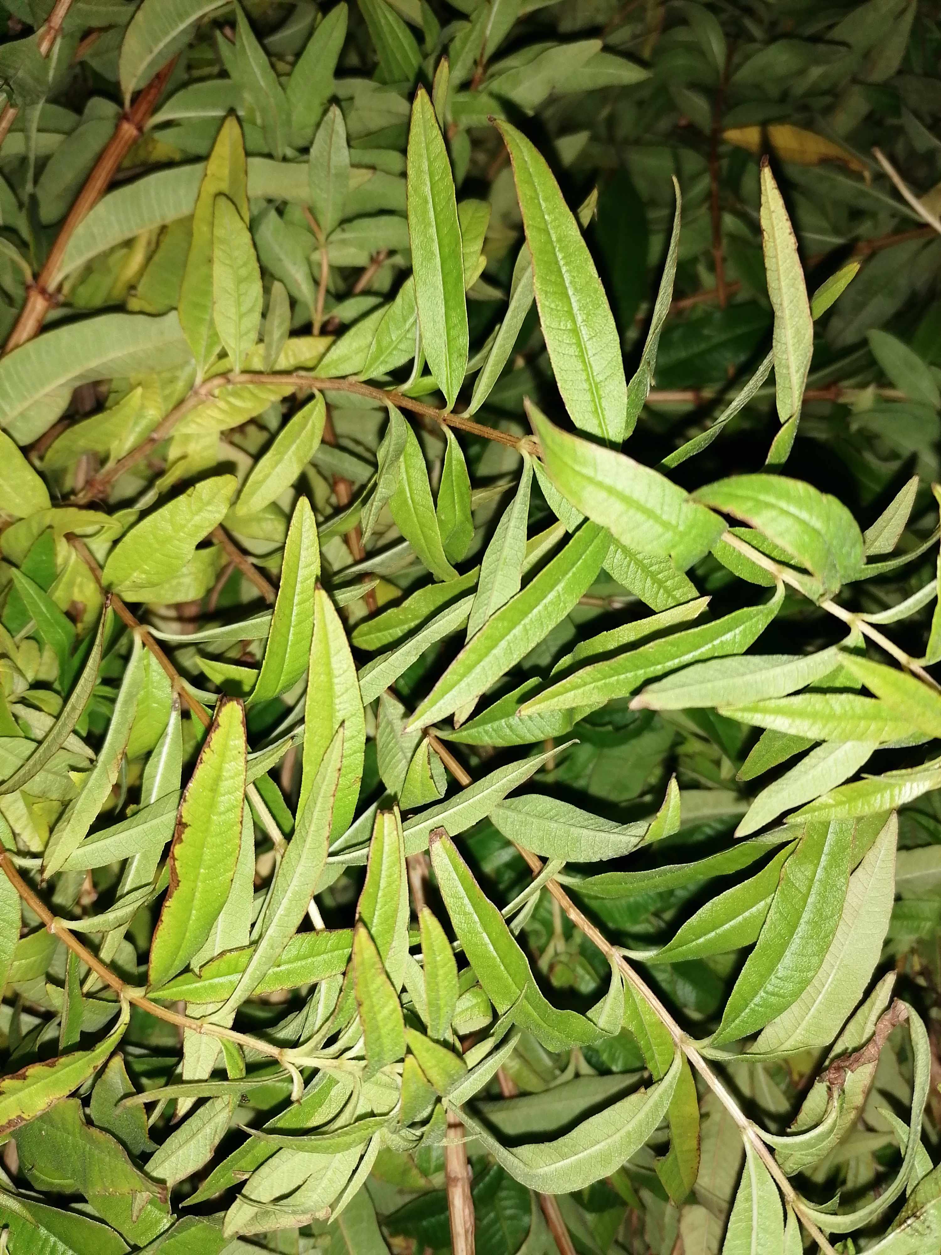 Decouvrez la distillation Hydrolat de Verveine citronnée 100% Bio et Artisanal