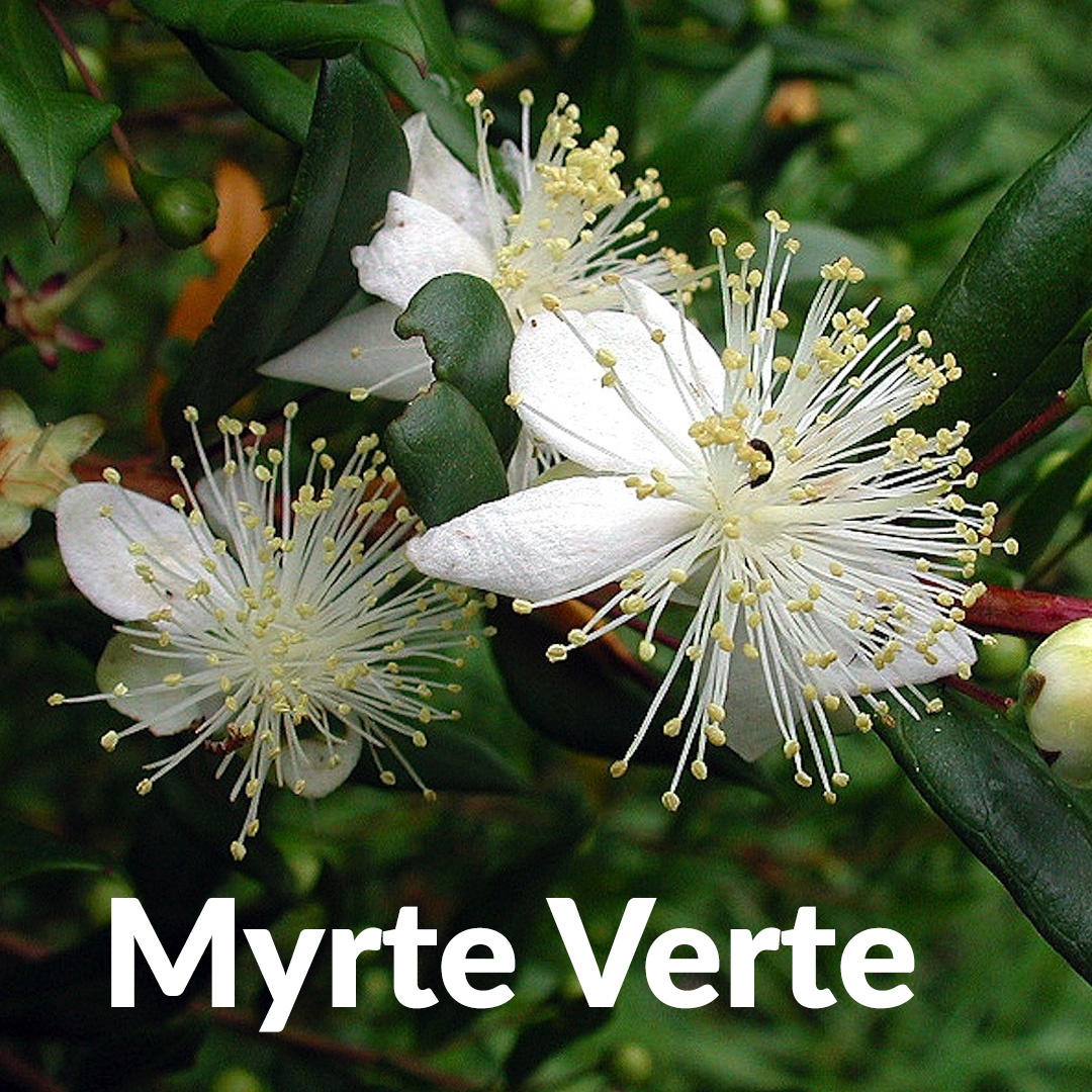 Myrte verte