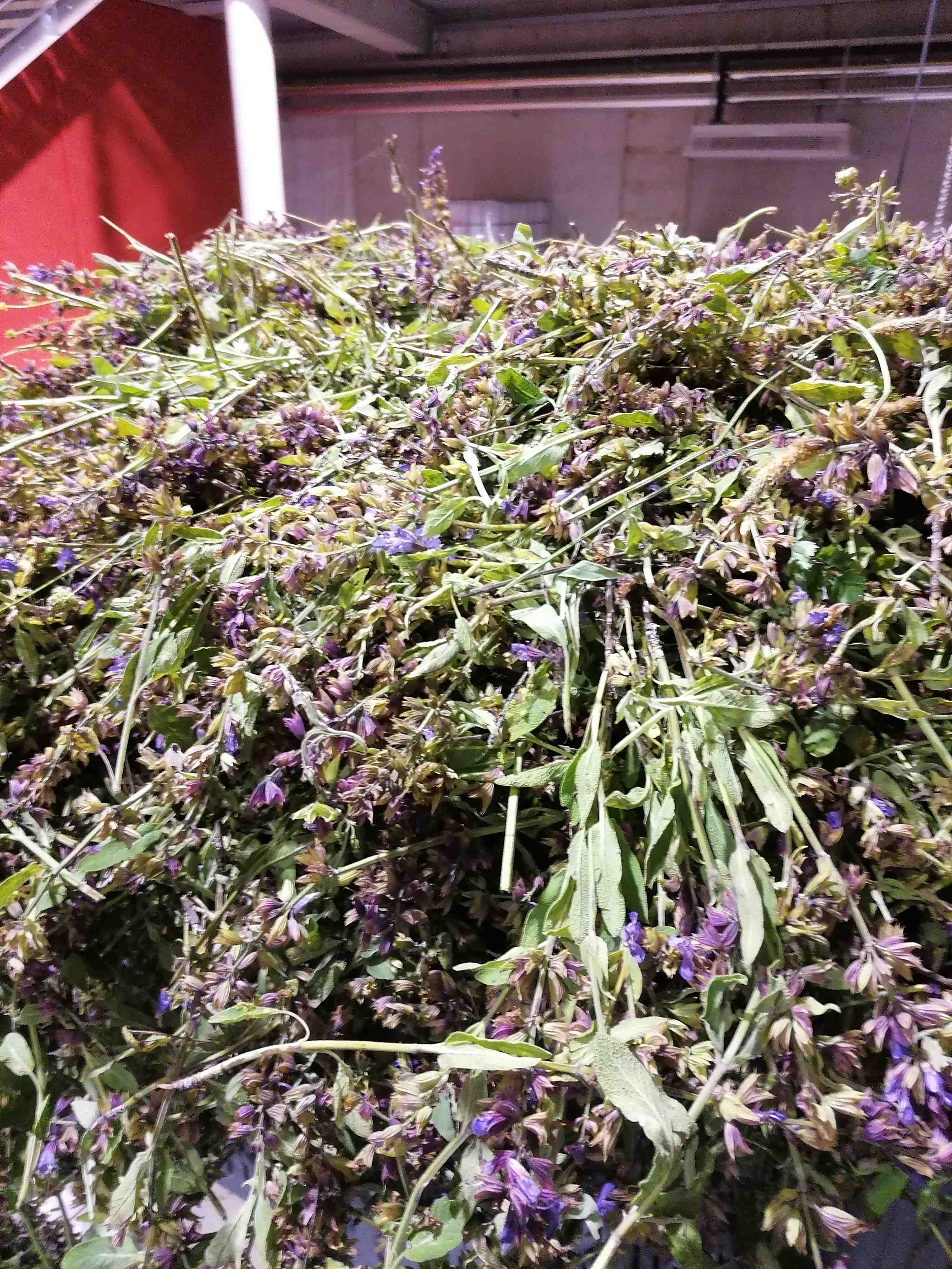 Sauge officinale