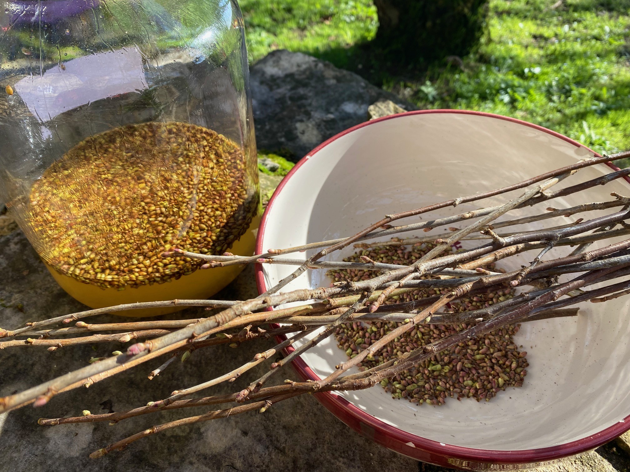 Decouvrez la distillation Macérat de bourgeons bio Cassis 100% Bio et Artisanal