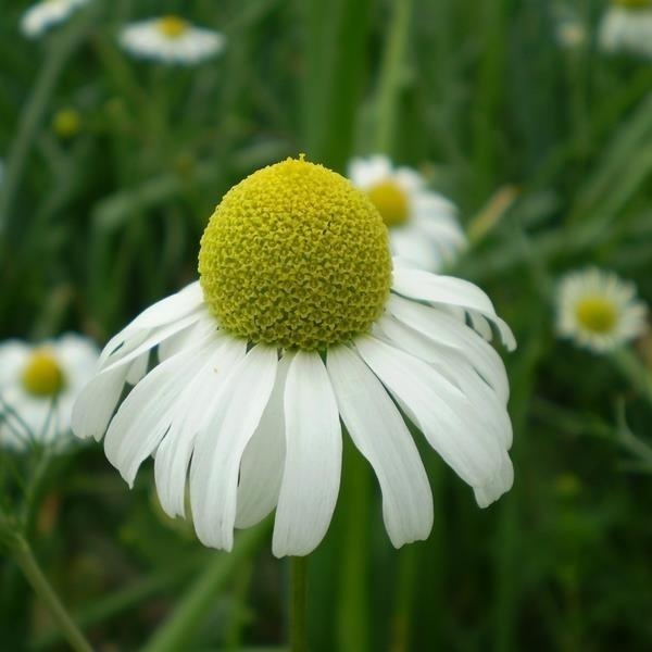 Matricaire Camomille Allemande — photo 3