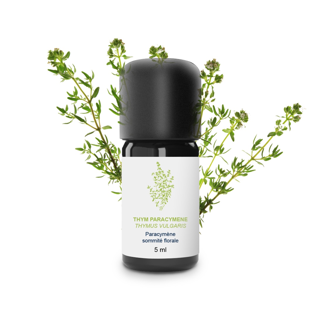 Huile Essentielle de Thym paracymène 100% Bio et Artisanal