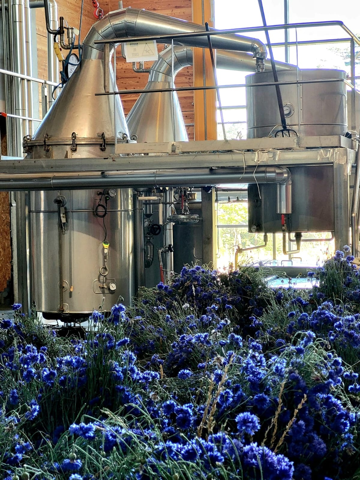 Decouvrez la distillation Hydrolat de Bleuet des champs 100% Bio et Artisanal