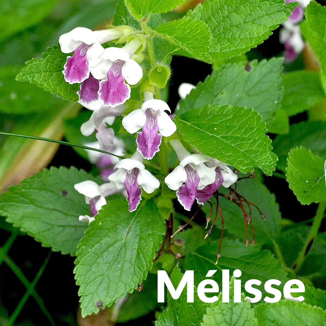 Mélisse