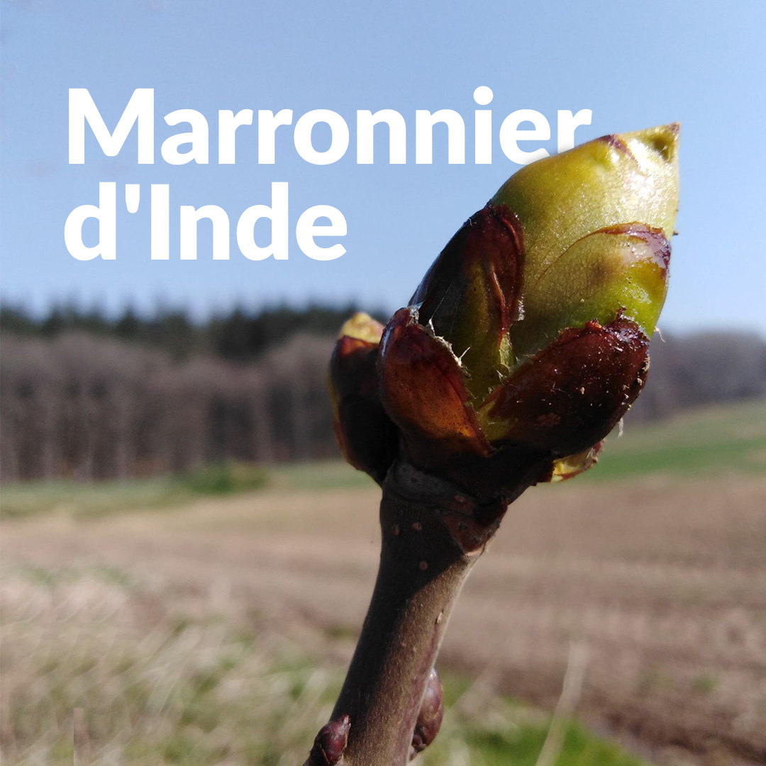 Marronnier d'Inde (Bourgeon)