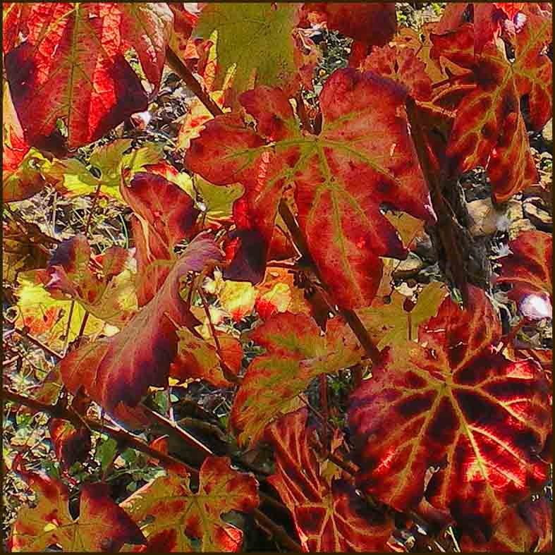 Vigne rouge (Bourgeon) — photo 3