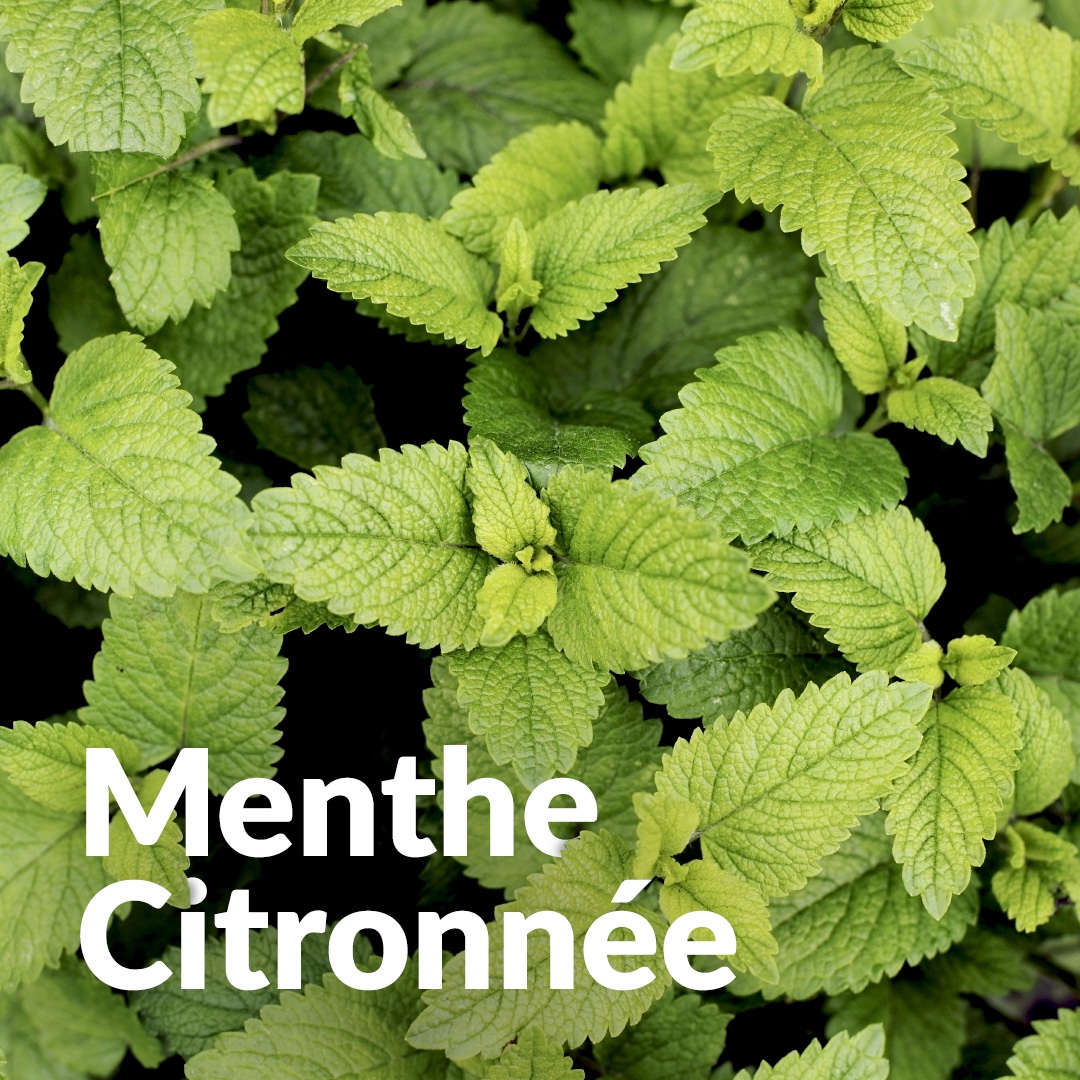 Menthe citronnée