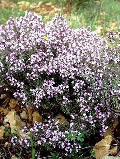 Thym linalol — photo 3