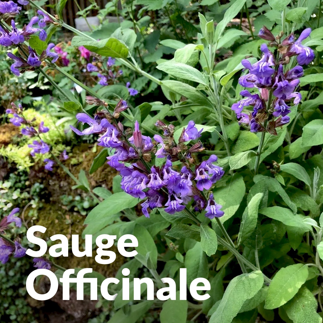 Sauge officinale