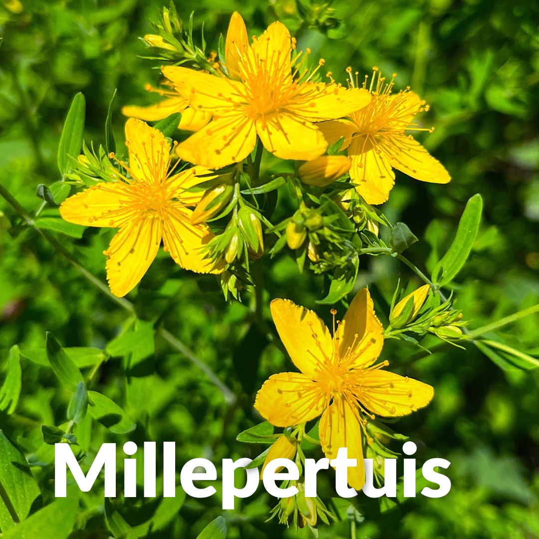 Millepertuis
