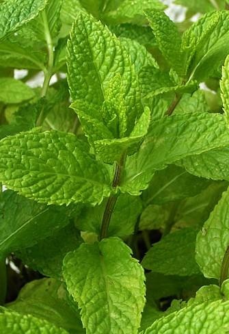 Menthe verte — photo 2
