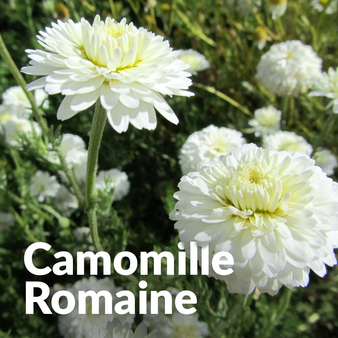 Camomille romaine
