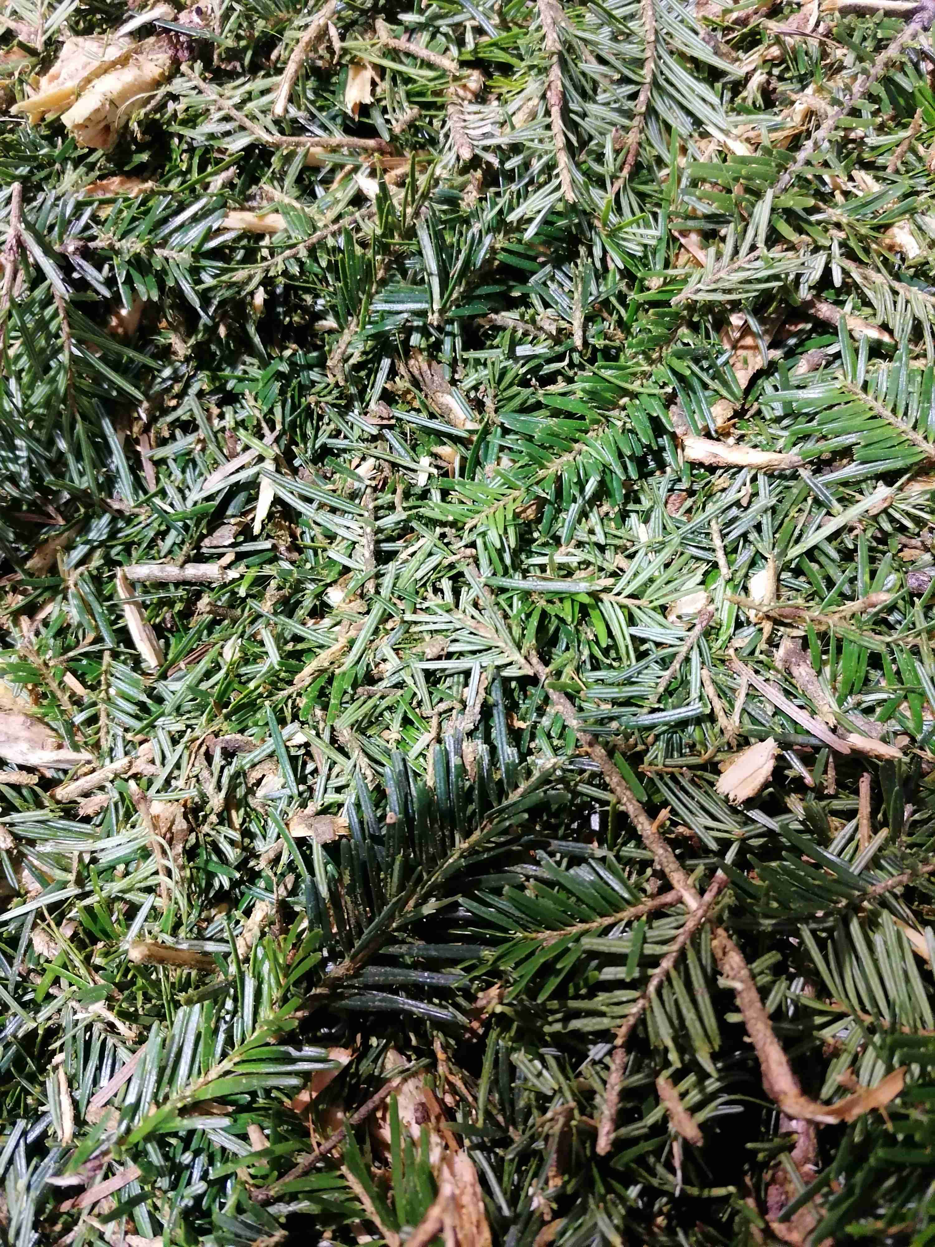 Sapin pectiné
