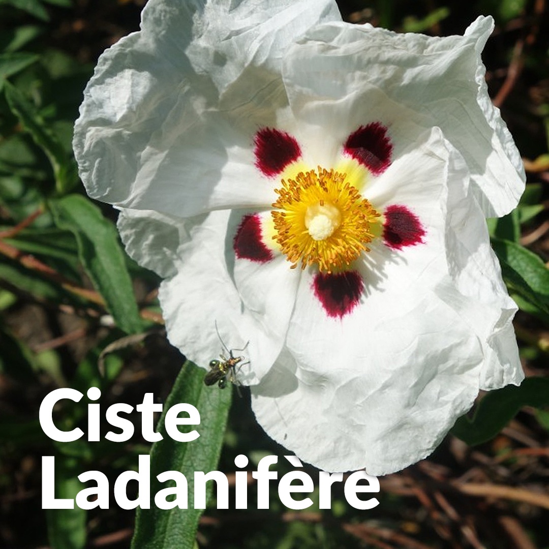 Ciste d'Andalousie