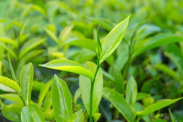Tea tree — photo 2