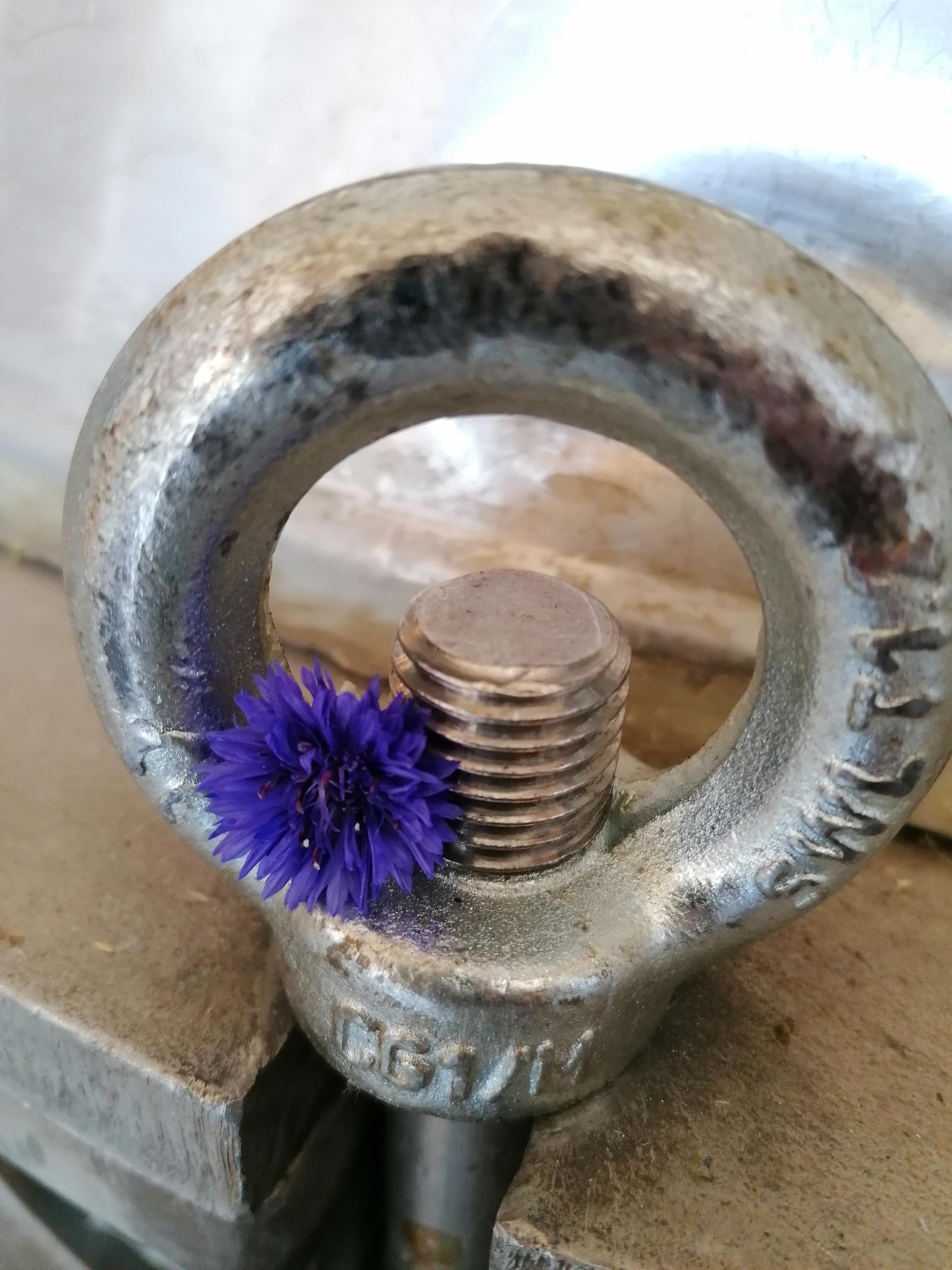 Decouvrez la distillation Hydrolat de Bleuet des champs 100% Bio et Artisanal
