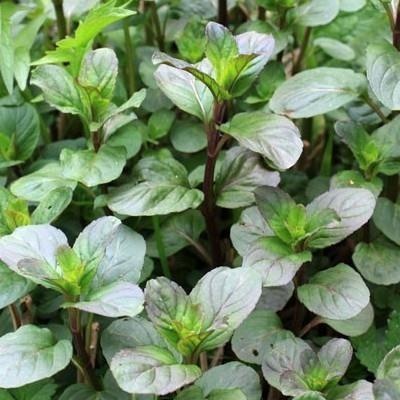 Menthe citronnée — photo 2