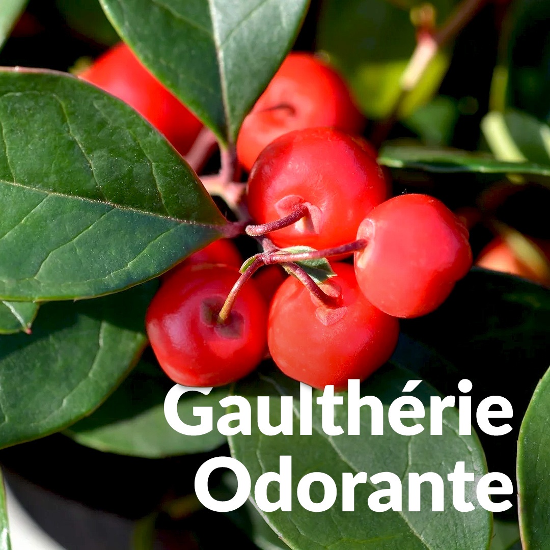 Gaulthérie