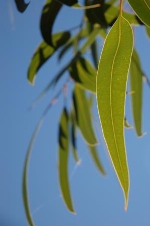Eucalyptus globulus d'Andalousie — photo 2