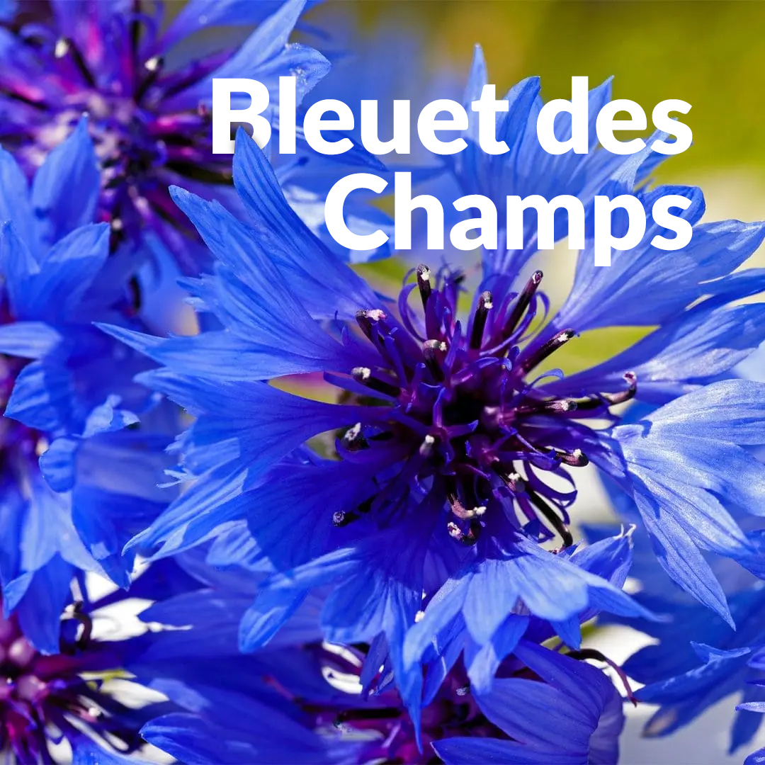 Bleuet des champs