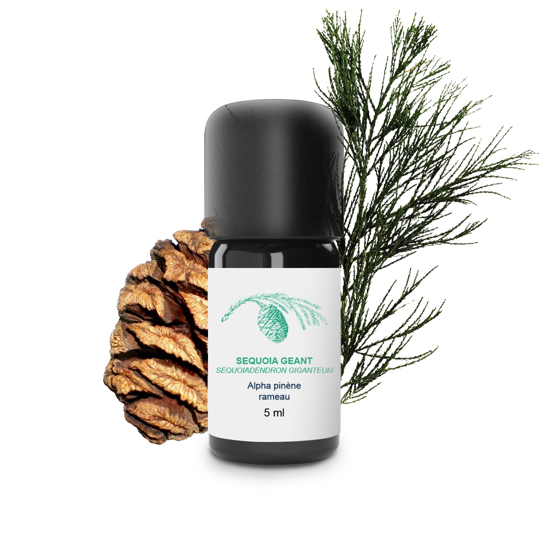 Huile Essentielle de Séquoia géant 100% Bio et Artisanal