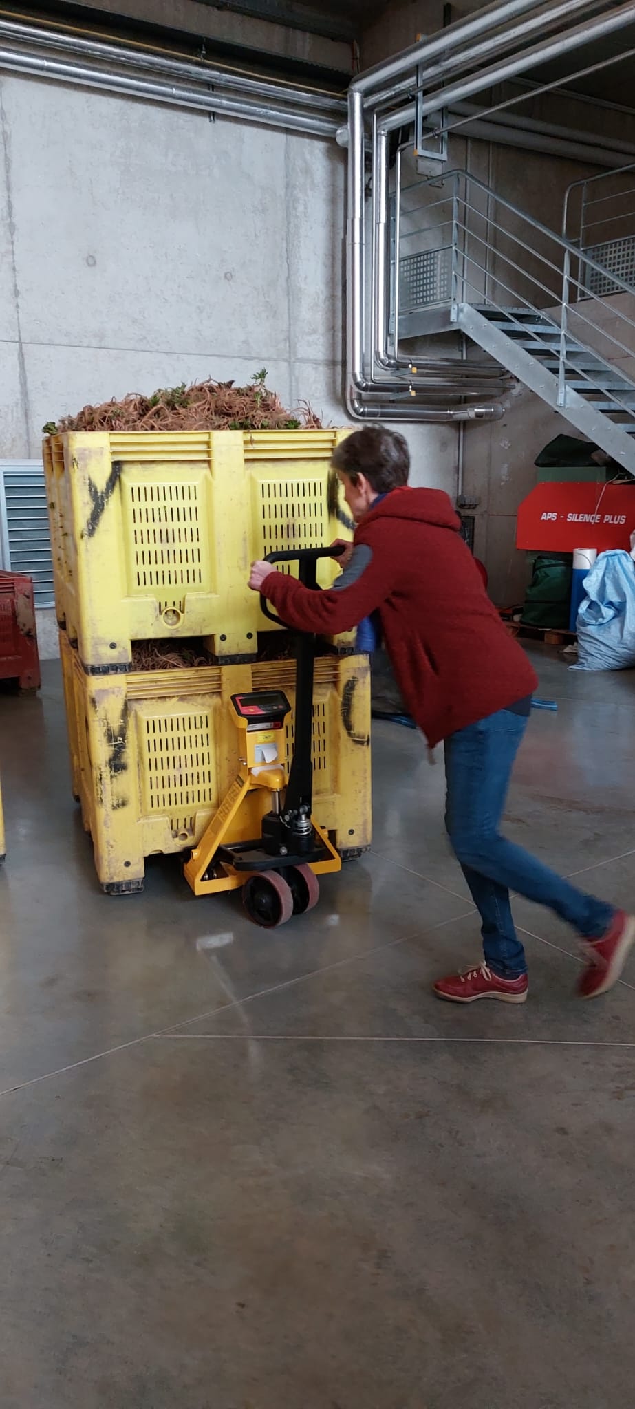 Decouvrez la distillation Hydrolat d'Angélique (Racine) 100% Bio et Artisanal