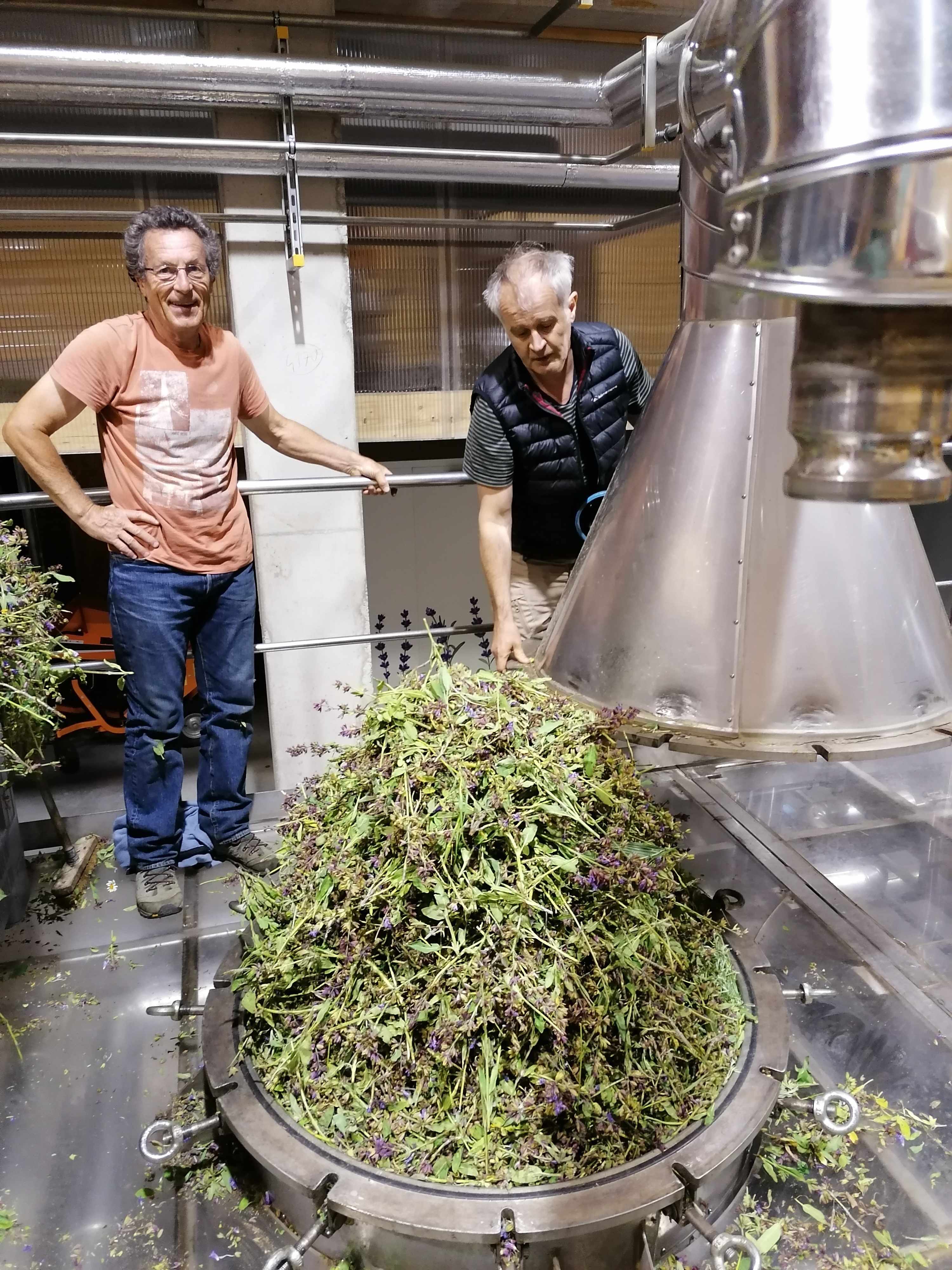 Sauge officinale