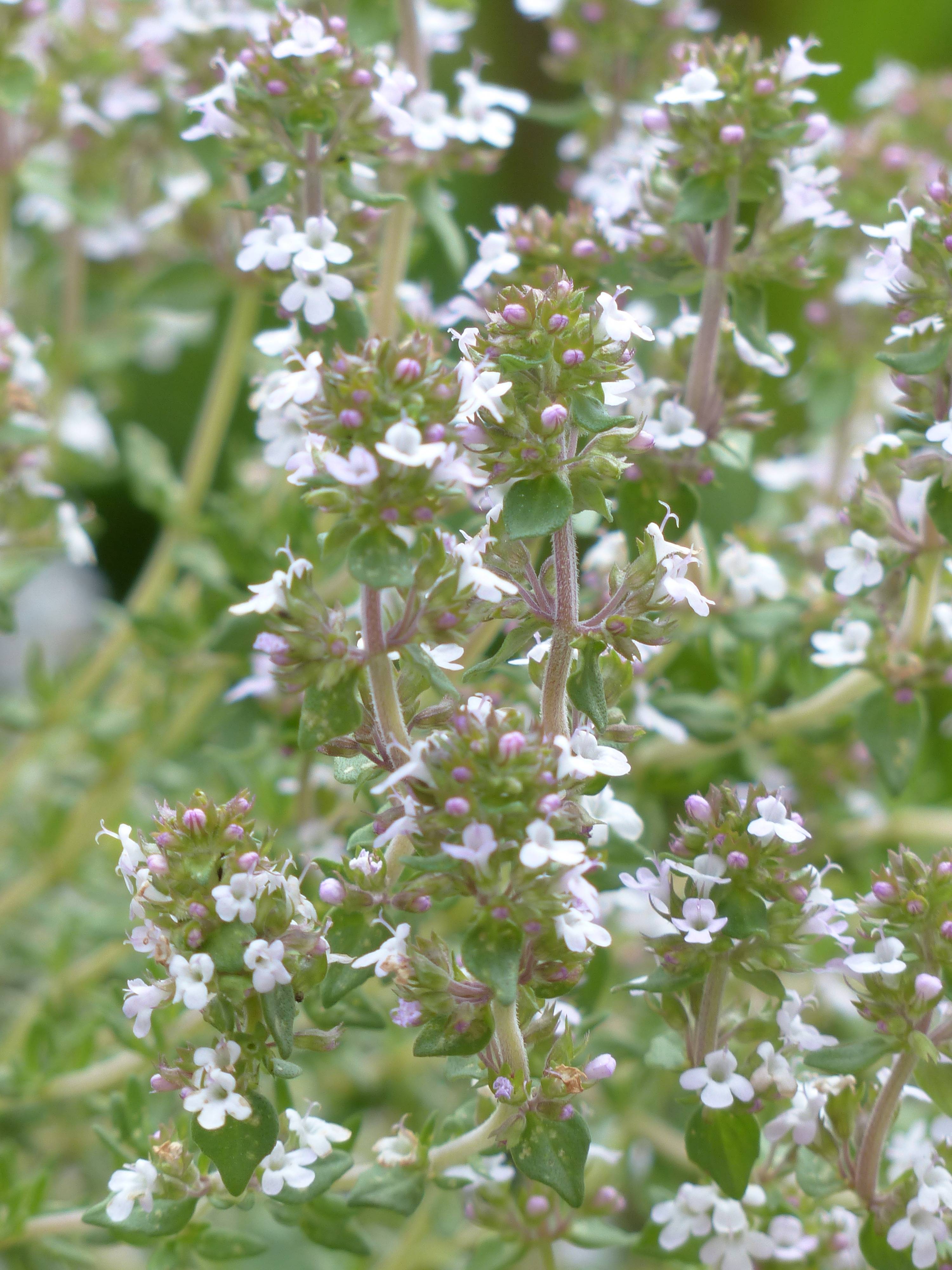 Thym thujanol sauvage — photo 2