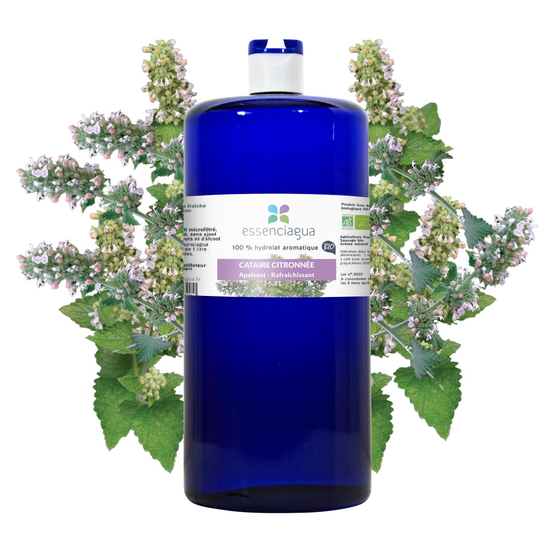 Hydrolat de Cataire citronnée 100% Bio et Artisanal — photo 3