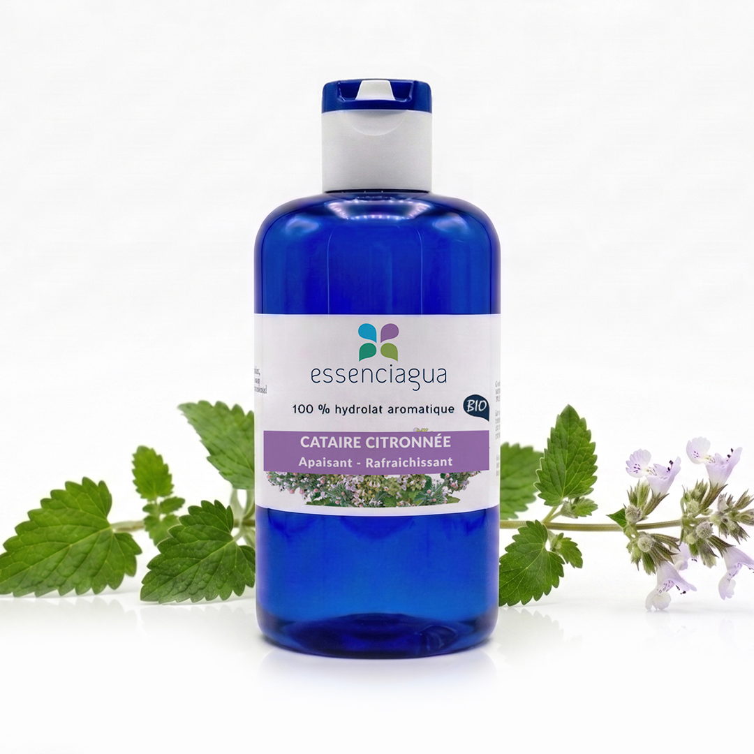 Hydrolat de Cataire citronnée 100% Bio et Artisanal