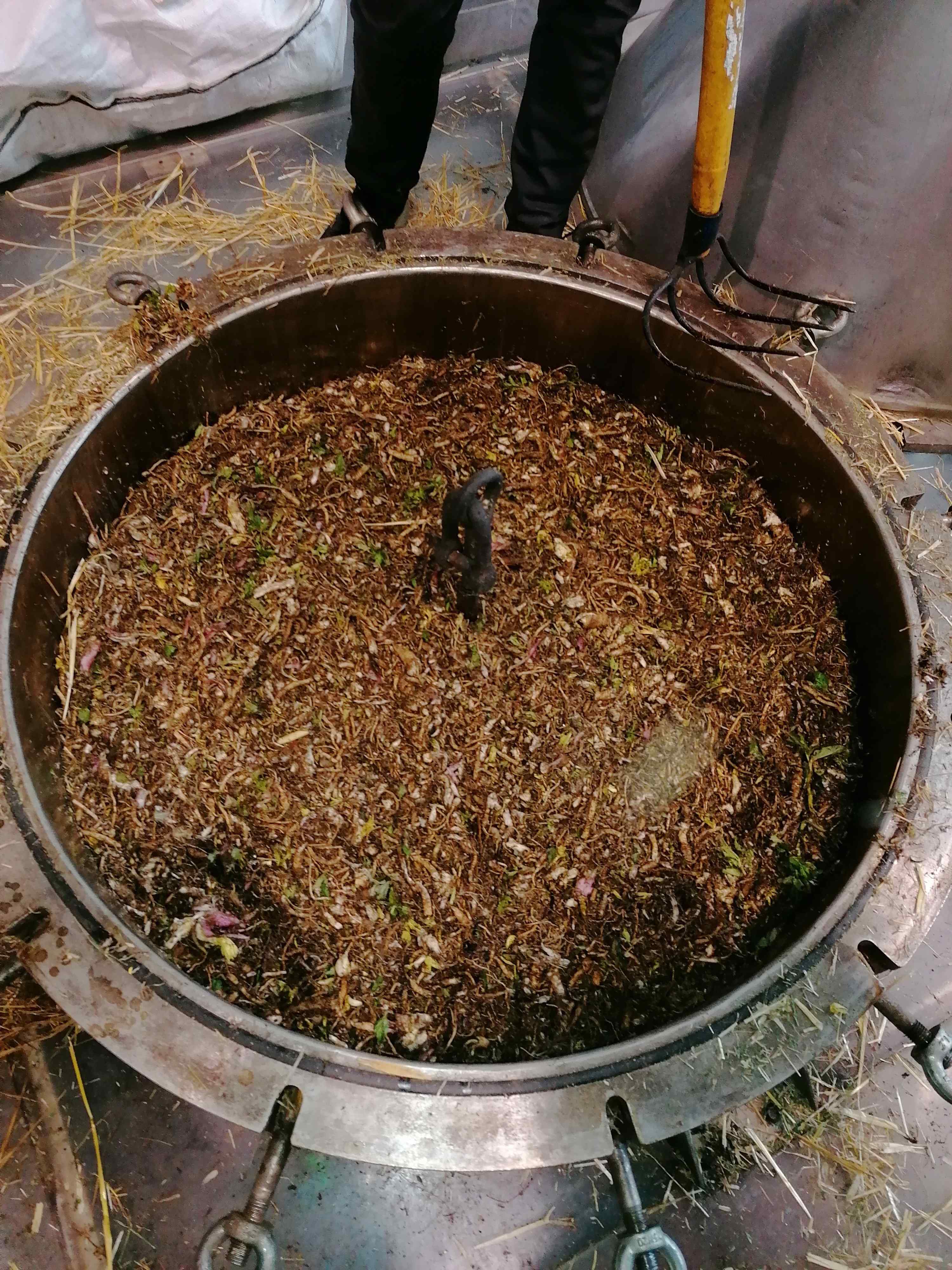 Decouvrez la distillation Hydrolat d'Angélique (Racine) 100% Bio et Artisanal