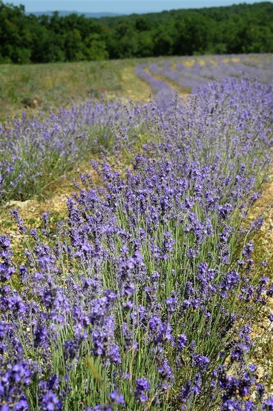 Lavande fine des causses — photo 3